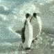 z_bg_PenguinSlap Discord emoji