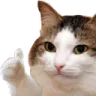 okaycathappy