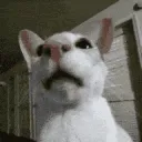 sniffsniff