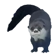 OtterDance1 OtterDance1
