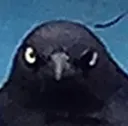 bird_stare