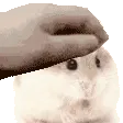 aggressive_hamster_pet