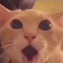 catpog