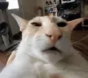 guh