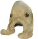 jotchua_sus