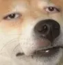 doggo