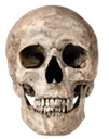 skull