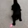 LightLaserChasing