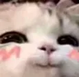 d_catblush d_catblush