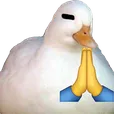 patoamae_lala