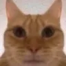 stare stare