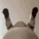 Catshake