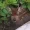 tinydeer