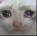 sadcat