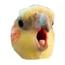 birbscrem