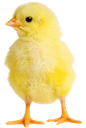 pinto_chicken Discord emoji