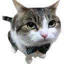fancyoccasion