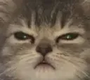 angrycat