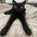 jinx