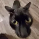 hi