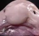 blobfish