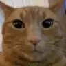 feline