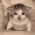 catignite catignite