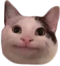 catMerp