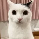 catw