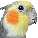 Cockatiel10