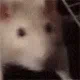 RatDance