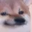 Doge_didabadthingface