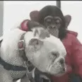 wMonkeyDOG