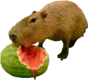 capybaramelon