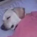 NR3_sleepydoggo NR3_sleepydoggo