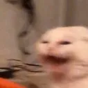 CatScream