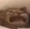 Big_Suffering