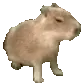 Capybara