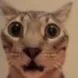 catflabbergasted