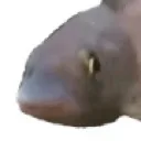 weirdfish