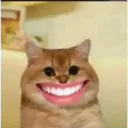 GIID_Cat_Smile