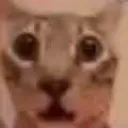 fear