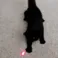 lightlaserchasing