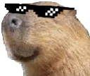 CoolCapybara