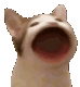 PopCat Discord emoji