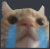 Cry_Cat Discord emoji