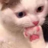 gc_catpaw Discord emoji