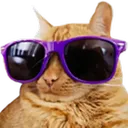CoolCat CoolCat
