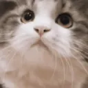 catnod