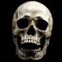 skull